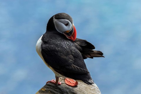 Puffin (Fratercula arctica)