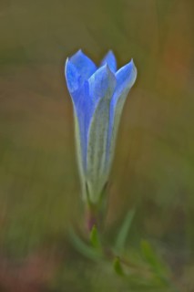 Marsh Gentian (Gentiana pneumonanthe)