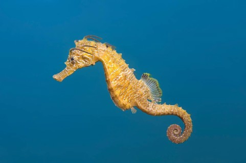 Short-snouted Seahorse (Hippocampus hippocampus)