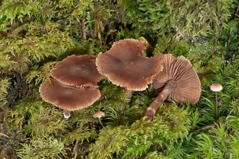 Red Capped Cortinarius (Cortinarius phoeniceus)