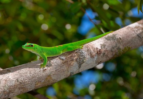 Giant Day Gecko (Phelsuma madagascariensis grandis)