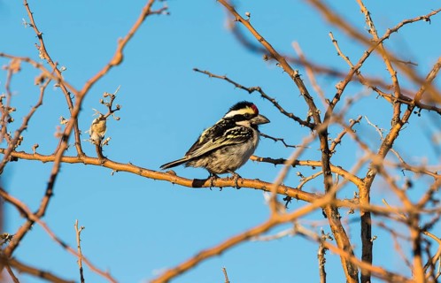 Acacia Pied Barbet (Tricholaema Leucomelas)