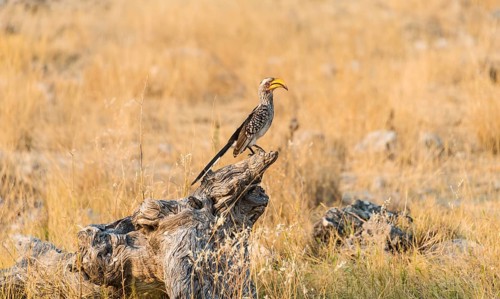 Southern Yellow-billed Hornbill (Tockus leucomelas) perched on an old tree stump