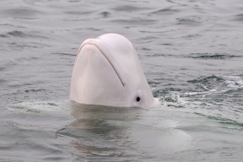 Beluga Whale or White Whale (Delphinapterus leucas)