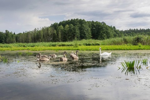 The Krutynia River near Ruciane-Nida