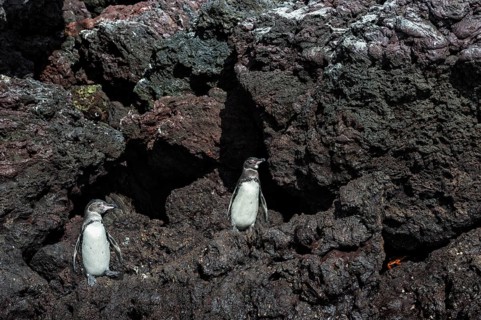 Galapagos Penguins (Spheniscus mendiculus)