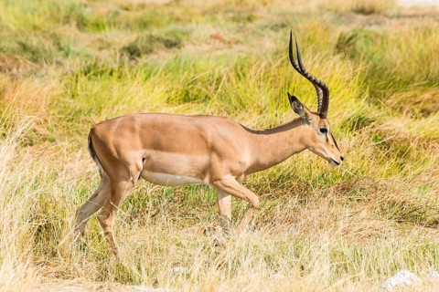 Black Faced Impala (Aepyceros melampus petersi) walking through the grass