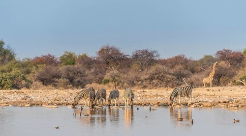 Burchell's Zebras (Equus quagga burchellii)