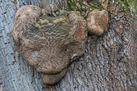 Grotesque deformity of a tree trunk