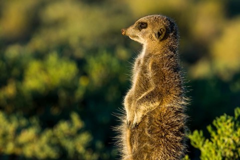 Meerkat (Suricata suricatta) in the morning light