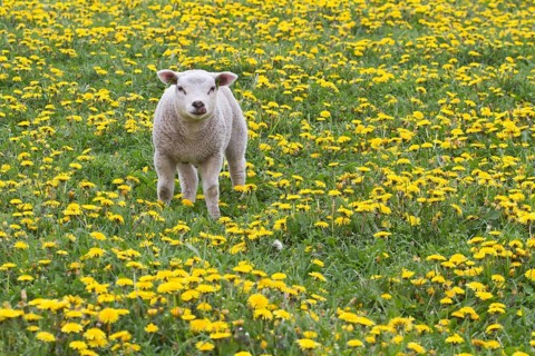 Lamb (Ovis orientalis aries) standing in dandelion meadow