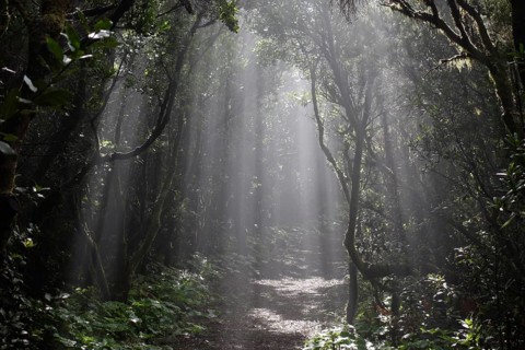 Sun rays passing through the cloud forest