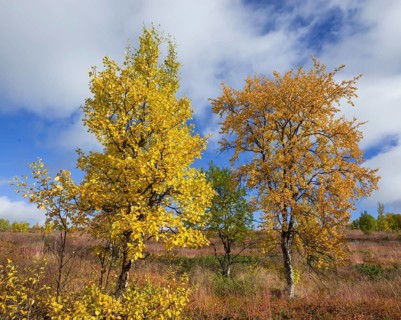 Autumn coloured Birch trees