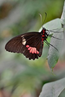 Lysander Cattleheart (Parides lysander)