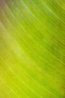 Bright green banana leaf