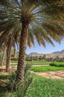 Oasis with date palms and green fields
