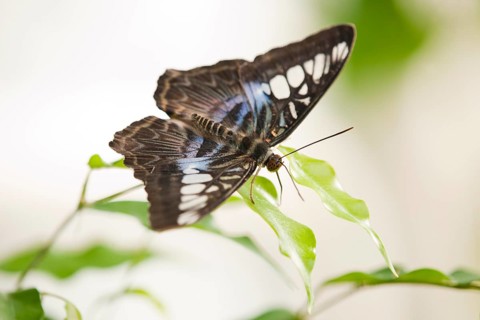 Blue Clipper butterfly (Parthenos sylvia lilacinus)