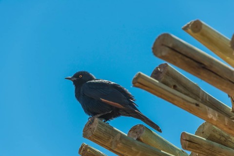 Pale-winged Starling (Onychognathus nabouroup) on bamboo