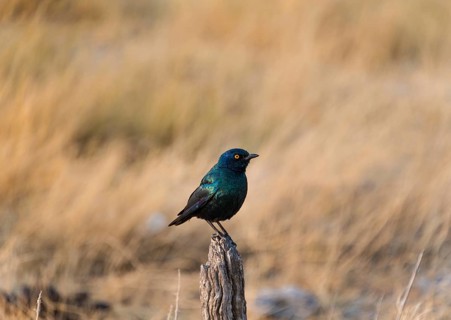 Cape Starling (Lamprotornis nitens) perched on a post