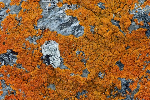 Lichens (Caloplaca) on rock