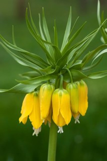 Crown Imperial Fritillary (Fritillaria imperialis)