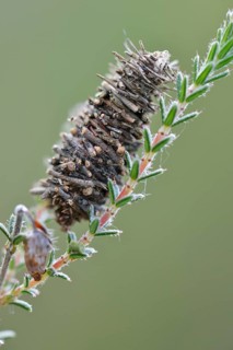 Cocoon of the Hellbrauner Moor-Sacktrager butterfly (Megalophanes viciella)