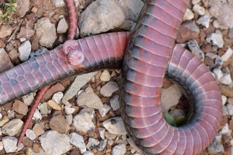 Genitals or hemipenis of a snake