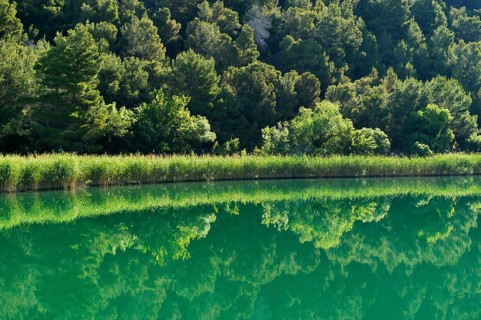 Krka river with reeds