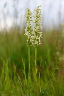 Lesser Butterfly Orchid (Platanthera bifolia)
