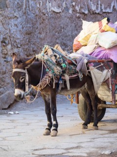 Pack donkey with a laden cart in the Medina