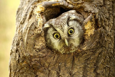 Tengmalm's owl (Aegolius funereus) looks out of his brood cave from knothole