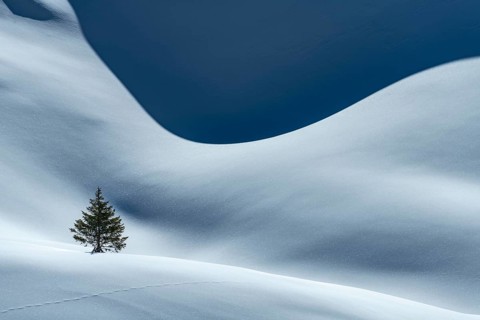 Small Spruce (Picea) on snow surface with light and shadow