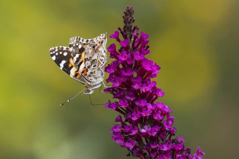 Painted lady (Vanessa cardui) on butterfly-bush (Buddleja davidii)