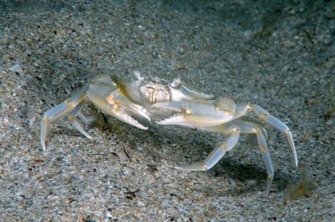 Swimming Crab (Macropipus holsatus)