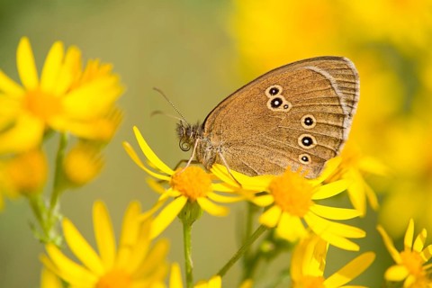 Ringlet (Aphantopus hyperantus)