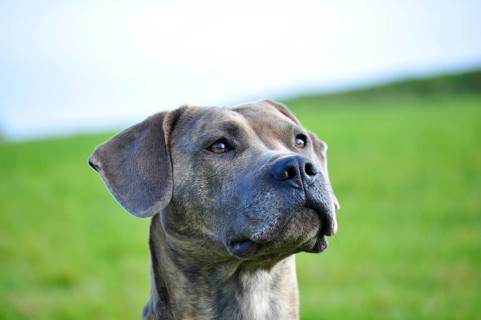 Spanish Mastiff