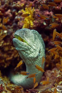 Yellowmouth Moray (Gymnothorax nudivomer)