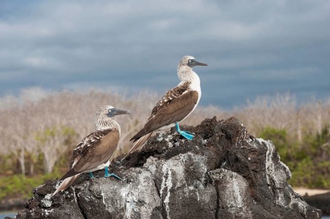 Galapagos Blue-footed Boobies (Sula nebouxii excisa)