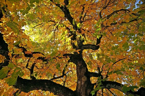 Horse-chestnut (Aesculus hippocastanum) with autumnal colours