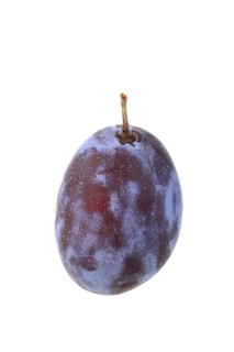 Plum