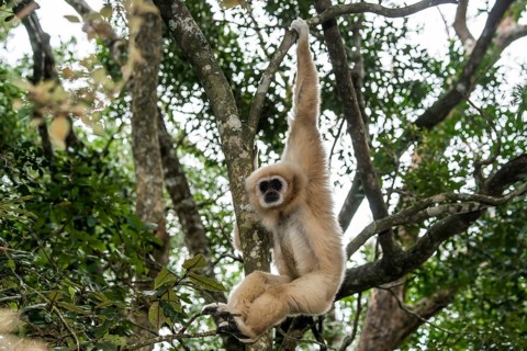 White-handed Gibbon (Hylobates lar) hanging in a tree