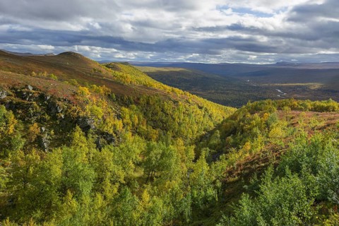 Vindelfjallen in autumn