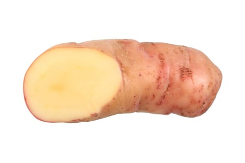 Potato
