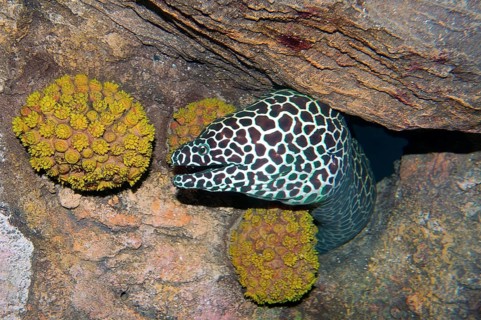 Laced Moray (Gymnothorax favagineus)