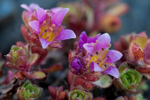 Purple Saxifrage (Saxifraga oppositifolia L.)