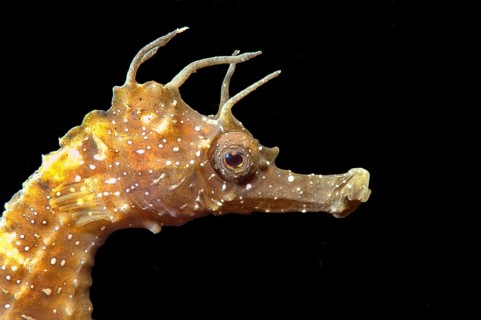 Short-snouted Seahorse (Hippocampus hippocampus)