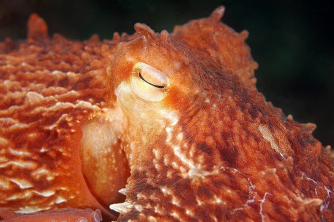 Giant Pacific Octopus