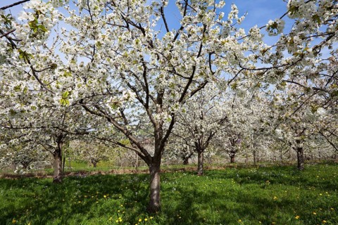 Cherry trees in full blossom