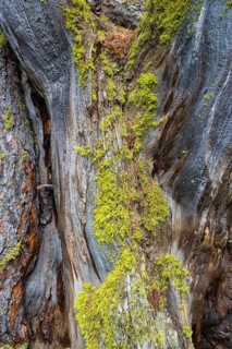 Lichen on a dead Swiss Stone Pine (Pinus cembra)