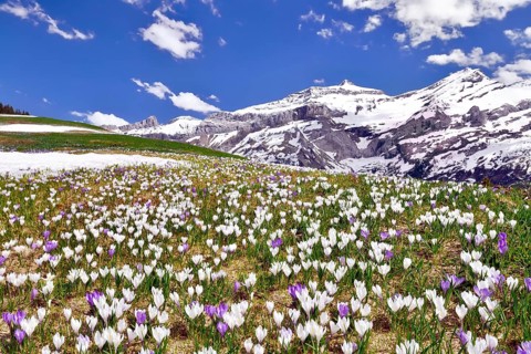 Flowering Crocus meadow near Les Diablerets with views of Oldenhorn